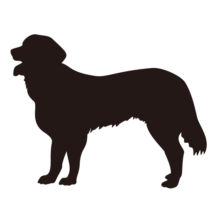 大型犬　6,000円