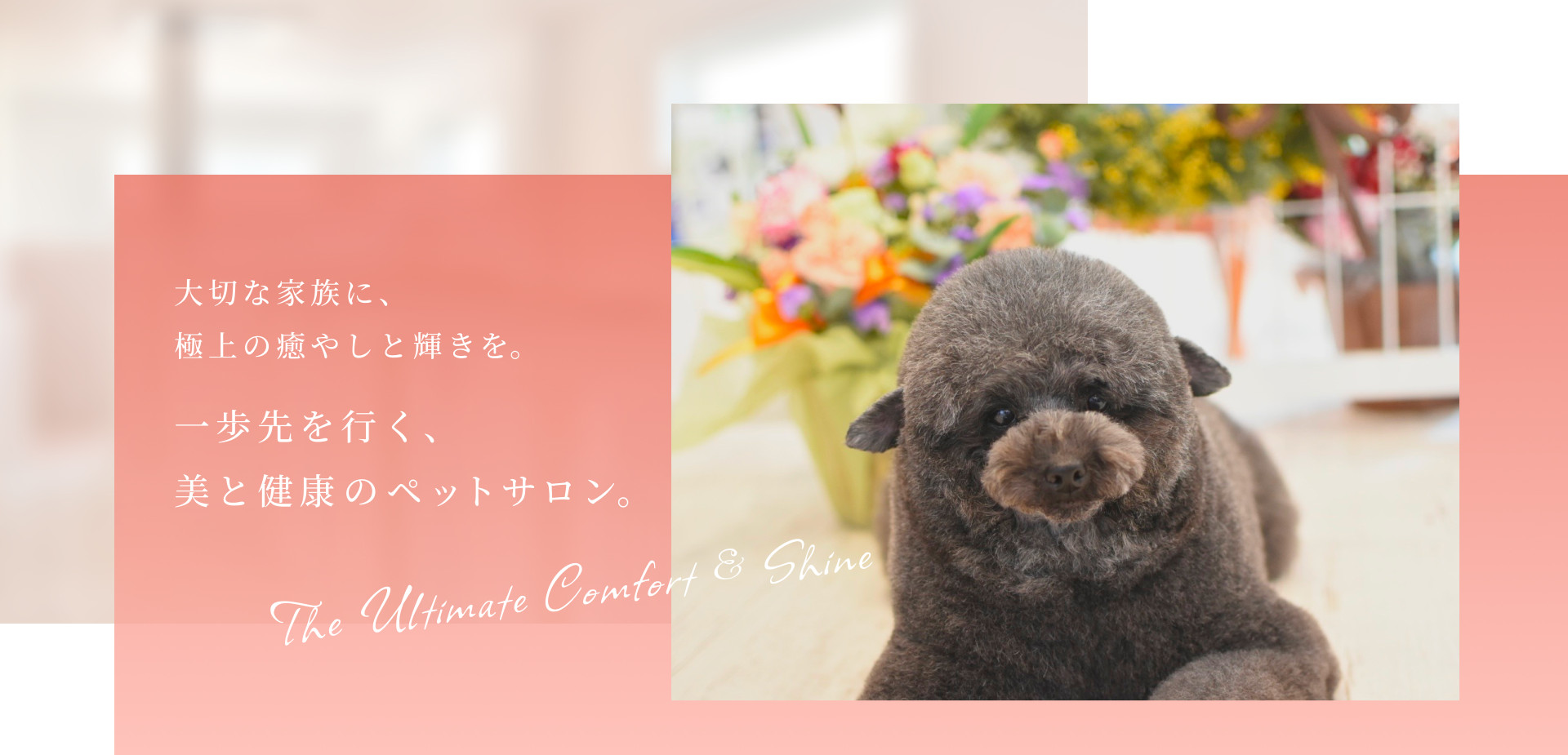 大切な家族に、極上の癒やしと輝きを。一歩先を行く、美と健康のペットサロン。