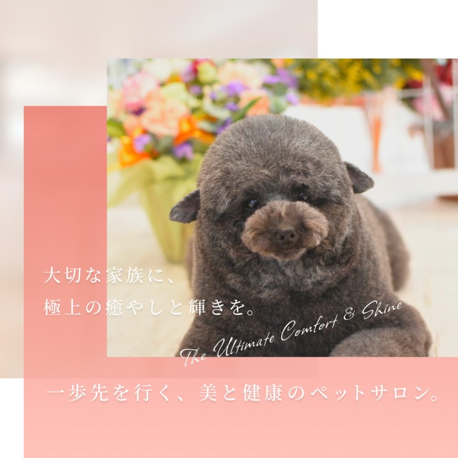 大切な家族に、極上の癒やしと輝きを。一歩先を行く、美と健康のペットサロン。